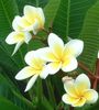 plumeria rubra в горшке