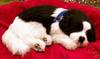 PERFECT PETZZZ BORDER COLLIE BREATHING PET DOG