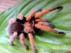 Aphonopelma bicoloratum