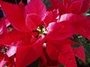 Poinsettia pulcherrima