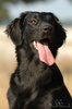 Flatcoated retriever