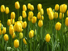 yellow tulips