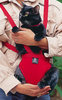 The Pet Pouch Carrier