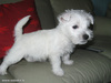 West Highland White Terrier