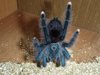 avicularia