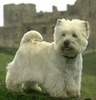 West Higland White Terrier