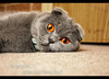 котенка породы scottish fold