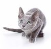 котнок (Russian blue)