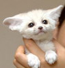 fennec