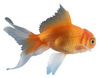 goldfish