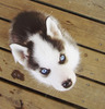 Siberian Husky