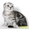 котенок scottish-fold