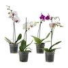 PHALAENOPSIS (орхидея) Растение в горшке