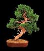 Бонсай "Juniperus cinensis" 66см в высоту