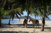 horse riding along the beach...