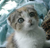 scottish fold