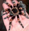 Паук Brachypelma smithi