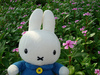 Miffy