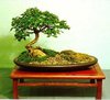 Bonsai