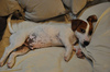 Jack russell terrier