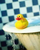 classic yellow bath duck