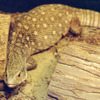 Varanus exanthematicus