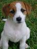 Щенок Jack Russell terrier