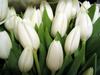 White tulips