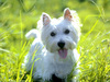 West highland white terrier