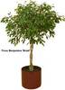 Ficus Benjamin