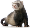 Ferret