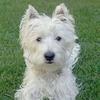 West Highland White Terrier