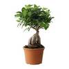 IKEA | Растения в горшках и растения | Растения | FICUS MICROCARPA GINSENG | Растение в горшке