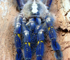 poecilotheria metallica.