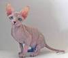 Canadian sphynx.