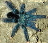 Avicularia metallica