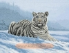 01011 Siberian Tiger	(Anchor)