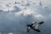 Wingsuit