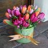 Dutch tulips