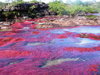 Каньо Кристалес (Ca&#241;o Cristales – Кристальная река)