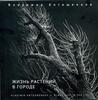 Владимир Антощенков. Альбом "Жизнь растений в городе"