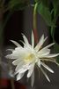 Epiphyllum oxypetalum