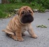 крошка Shar pei