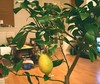 lemon tree