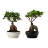 FICUS MICROCARPA GINSENG