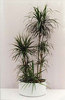 DRACAENA MARGINATA