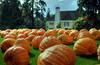 pumpkin photoshoot