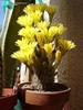 Кактус Echinopsis aurea