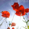 poppies