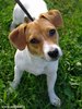 jack russel